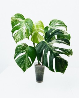 ⭐Highly Variegated⭐Monstera Deliciosa Albo WHITE/Mint Marble Plant🌱 not aurea