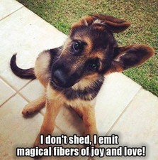 German Shepherd refrigerator magnet 3 1/2