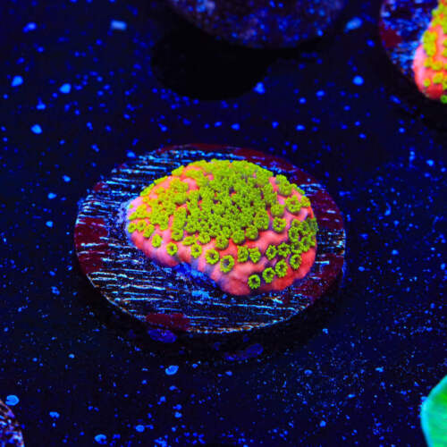 Sunset Montipora Coral