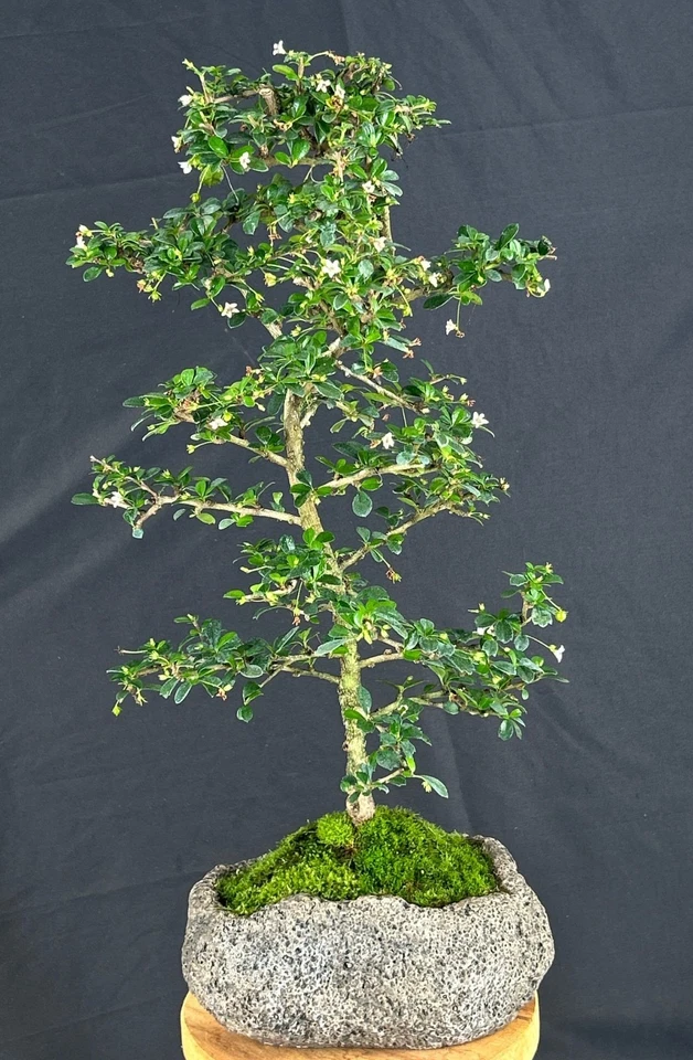 Bonsai de té Fukien hoja pequeña entrenada árbol 21" H interior vivo Ehretia Microphylla Foto 2 de 2