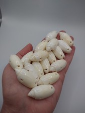 17 Pre-Drilled Shells For Jewellery Making And Crafts
