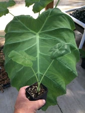 Colocasia - 'Thai Giant' - Elephant Ear