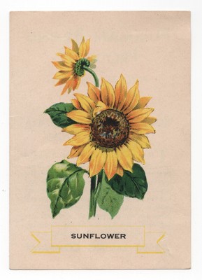 1920 Sun Flower Trading Card Weber Bread D35? Like Cigarette Silks S49 USA Type