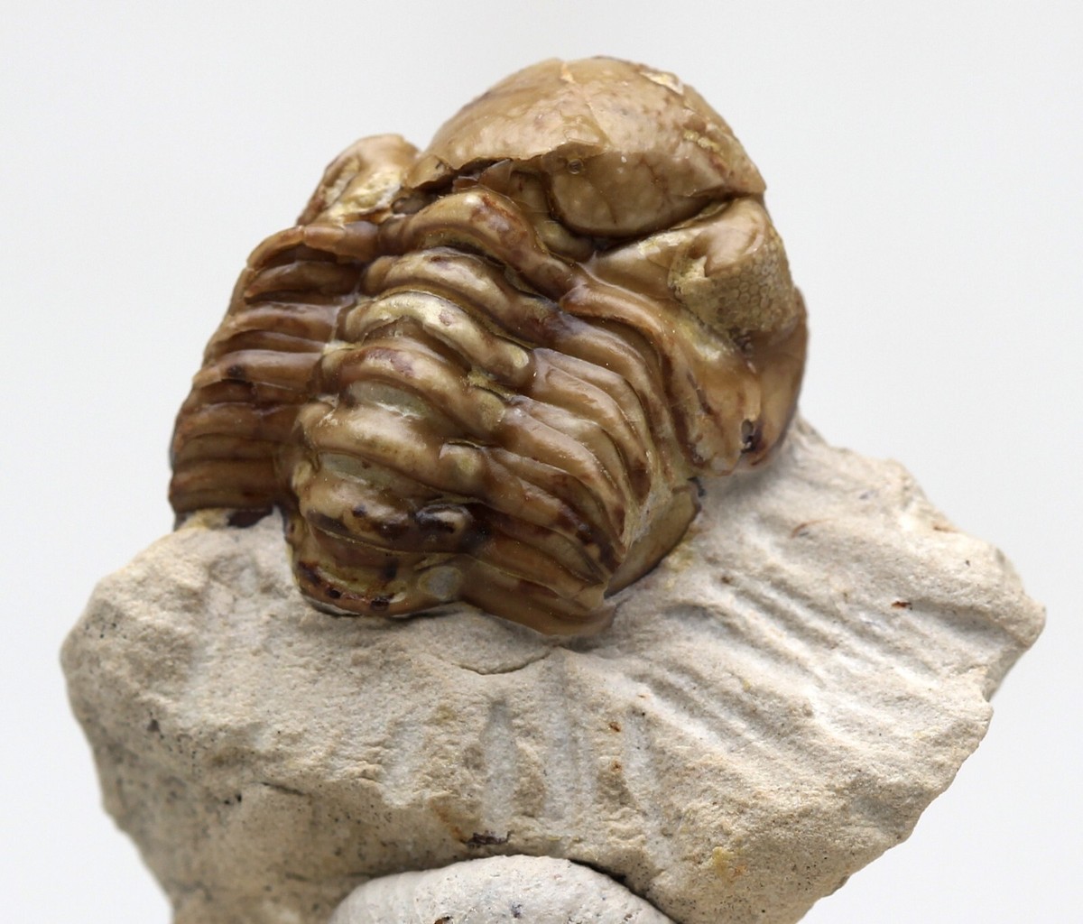 TRILOBITE Fossil Specimen Mineral KAINOPS Devonian Sea Life