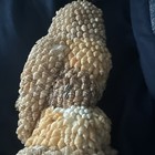 VTG Seashell Encrusted Owl Figurine Shell Art 5.5" Tall Folk Art — photo 5
