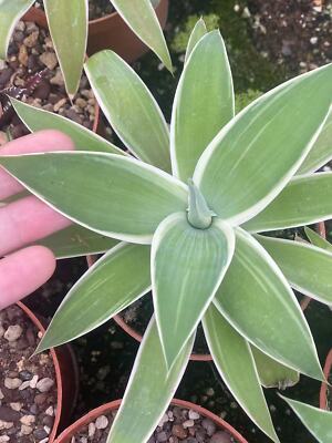 RareSucculent Plant Agave attenuata Variegated Garden Décor Boutique
