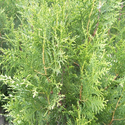 Bittersalz 5 kg Tannendnger Koniferendnger Magnesiumsulfat Thuja | eBay.de