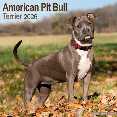 MARBLE CITY PRESS American Pit Bull Terrier Calendar 2026 | 12x24" 16 Months | Dog Breed Gift Wall