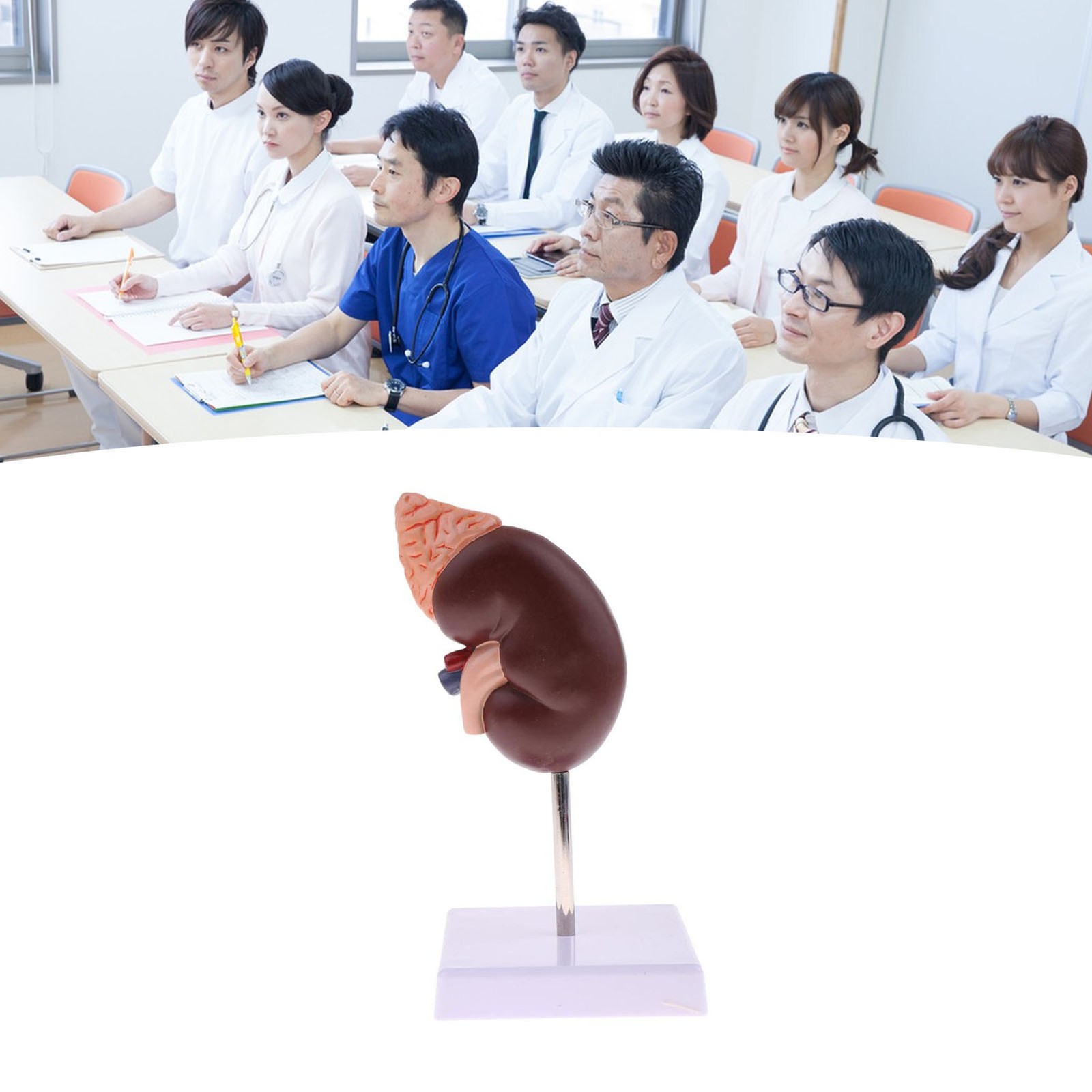 Kidney Model Anatomy Normal Human Anatomical Teaching Doctors Office Educati TJ