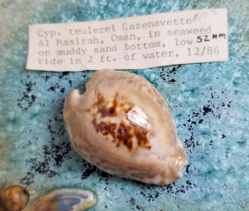 Cypraea Teulerei Cazenavette Shell Private Collection
