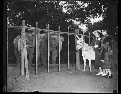 Photo:1936 Elephants Donkey Zoo Animals Women Vintage Photo