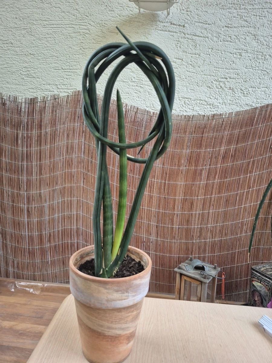 Sansevieria Cylindrica online kaufen | eBay.de