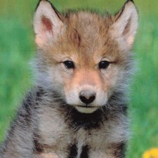 Postcard Gray Wolf Pup Michigan Wildlife MI Animals