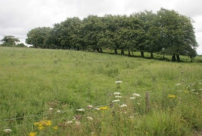 Foto 6x4 Baumreihe Torseite\/NS4858 An der Grenze zwischen zwei Feldern c2017