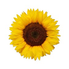 Beautiful Full Color Yellow Sunflower Sticker USA Made Decal Car Truck Window...