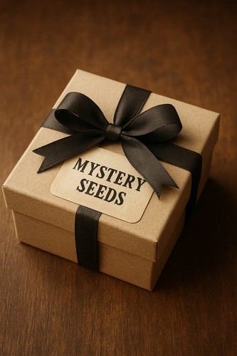 10,55 ct Smaragd, Byrill aus Bolivien, schöne Farbe, mit Zertifikat