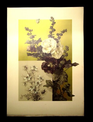 ''Die Pflanze'' 1886 Pl. 103 Naturalistisch Lithographie Malve(Pappelrose) Jungfer