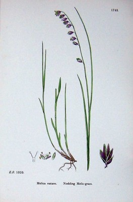 Old Antique Print Botany Plants C1902 Nodding Meadow Grass Melica Nutans 20th