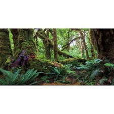 30x18 in Terrarium Backdrop Rainforest Moss Tree Reptile Habitat Background