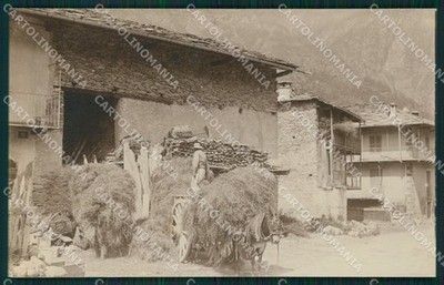 Aosta Gressoney? MT2733 Postcard Photo Mule