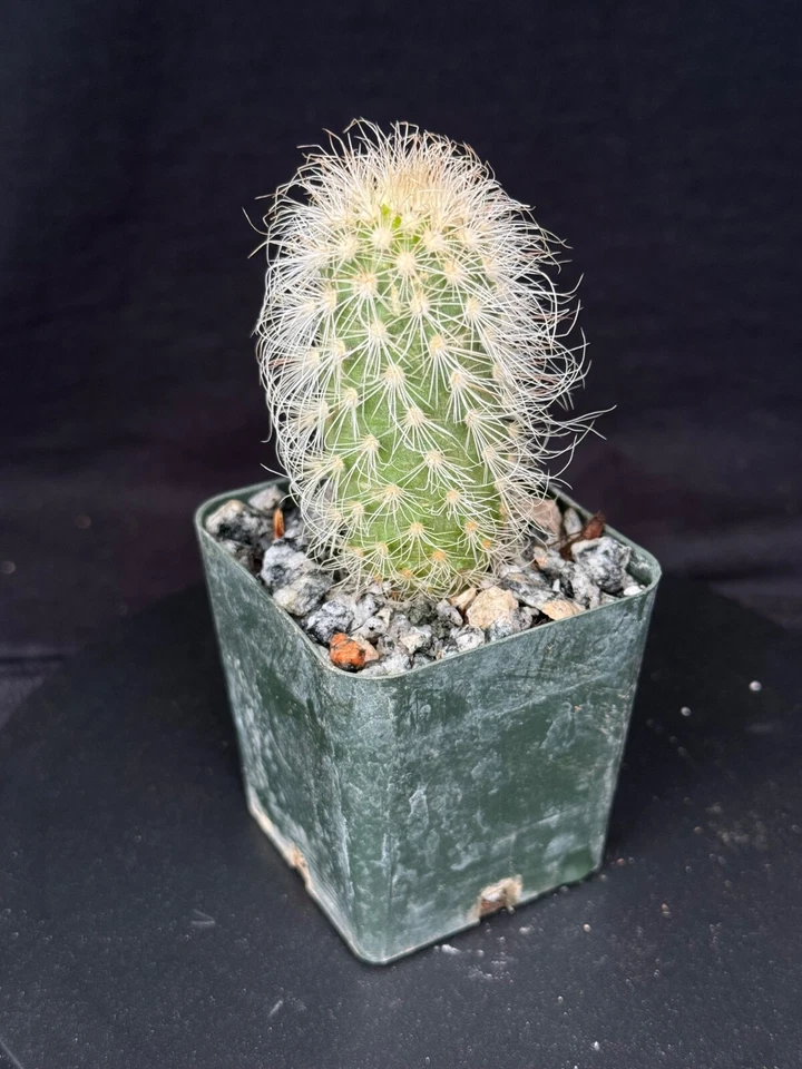 Echinocereus delaetii, cactus plant - Image 4 of 4