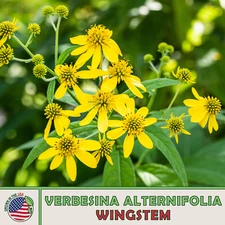 100 Wingstem Seeds, Verbesina alternifolia, Yellow Ironweed, Native Wildflower