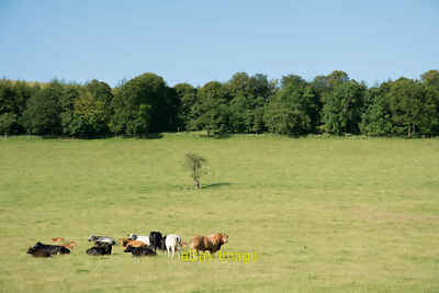Photo 6x4 Cattle with bull in field Ruthwaite The field lies to the west  c2015