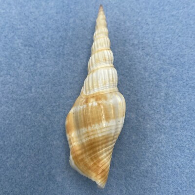 #1 Strombus (Doxander) vittatus 80mm F++ No Data
