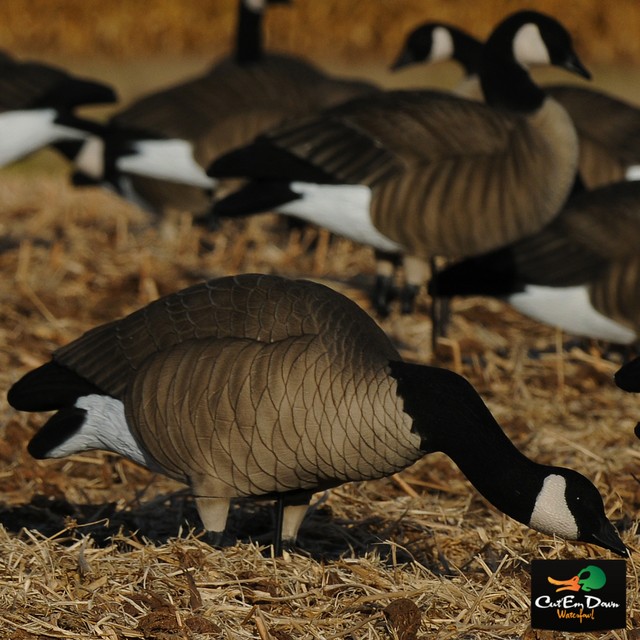 AVERY GREENHEAD GEAR GHG TIM NEWBOLD FFD LESSER CANADA GOOSE FEEDER