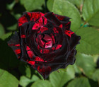 New Blood Red Black Rose Seeds Home Garden Flower Plant Seed FREE POST AUSTRALIA