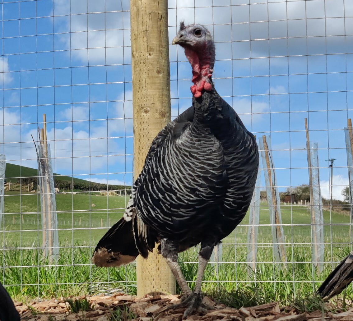 9x Heritage Bronze Norfolk Hatching Eggs eBay