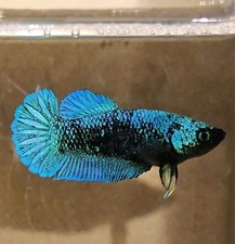 Blackstar Turquoise Female Live Betta Fish High Quality Sorority Or Breeding