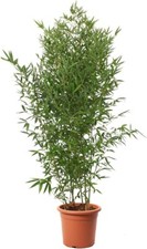 Bambusa Aurea - Bamboo Pianta Vera da Esterno - Bambù Piante per Giardino