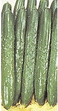 Palace King Hybrid Cucumber Seeds (25+ Seed Package)