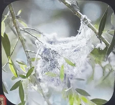 Nest And Eggs of The Bullock Oriole, Magic Lantern Glass Slide