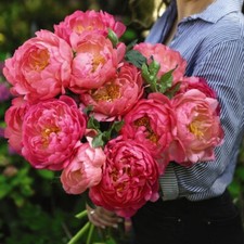 T&M Peony Pink Hawaiian Coral Garden Flowering Patio Hardy Perennial