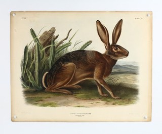 JJ Audubon California Hare Quadrupeds NA Imperial Folio Bowen Plate XCII 22x27.5