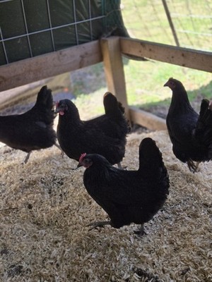 Black Australorp  Purebred Chicken Hatching Eggs 12 Plus 2 Extra