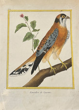 OISEAUX RAPACE Émérillon de