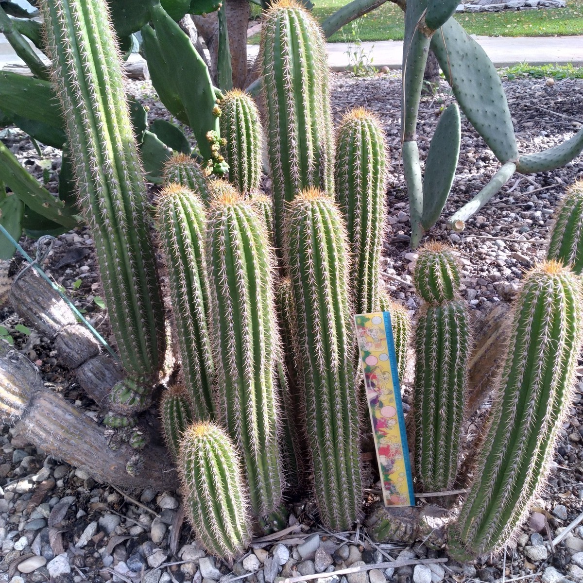 Cutting 15" Echinopsis Spachiana Golden Torch Cactus | eBay