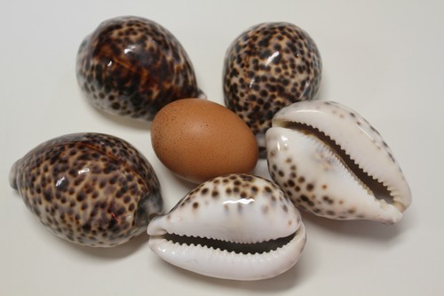 Große Tiger Kaurimuscheln / große Kaurimuscheln, 3 Zoll plus, SS-134 - Bild 4 von 12