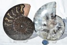 Large Black Ammonite PAIR Deep Crystals 110myo FOSSIL LRG 113mm 4.5" 9589ee — photo 5