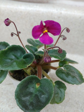 African Violet Plant ~ Hunter's Wanna See My Stinger ~ Bustle Foliage