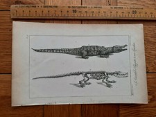 Egyptian crocodile print plate engraving Motte after Meunier c1825