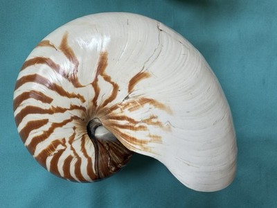 große Meeresmuschel Nautilus pompilius, 189.2mm lang