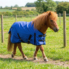 Mini Shetland Pony Puledro Impermeabile Peso Medio 200g Tappeto Affluenza 3'0" - 5'0"