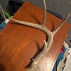 White Tailed Deer Antler Set — photo 4