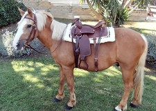 Western Leather Saddle for Pony or Shetland Complete
