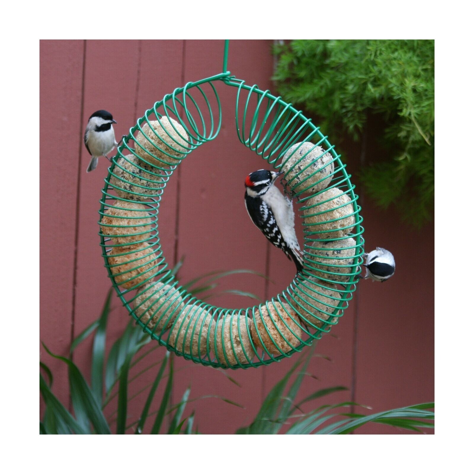 Pacific Bird & Supply Co Insect + Hot Pepper Suet Balls PB0100 (12