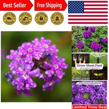 1000 Moss Verbena Seeds - Easy-to-Grow Purple Blooms for Containers & Borders